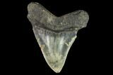 Fossil Megalodon Tooth - North Carolina #109878-2